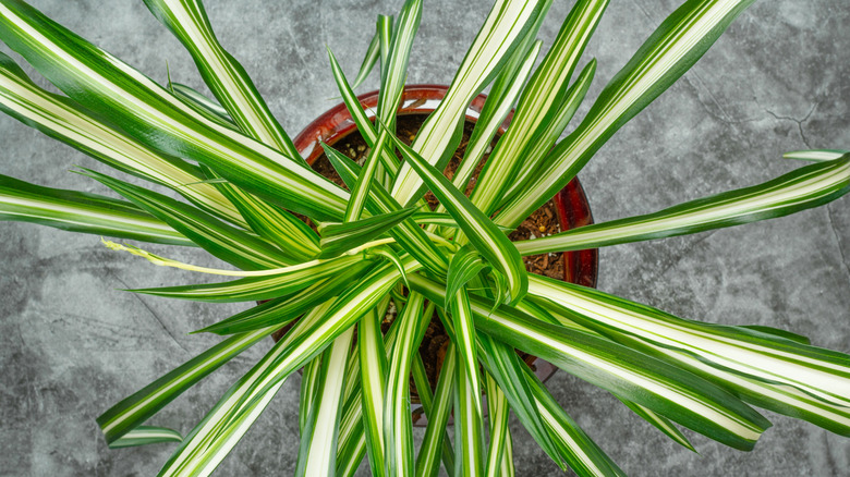 Overhead view of a spider plant