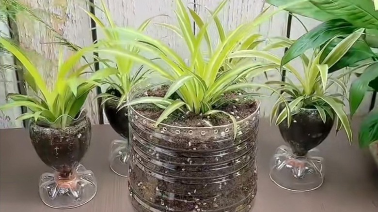 A DIY planter with a spider plant