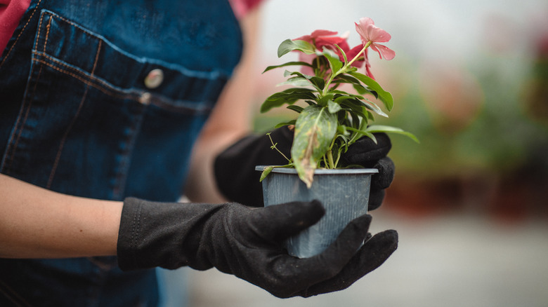 Person holding a plant in a nursery pot