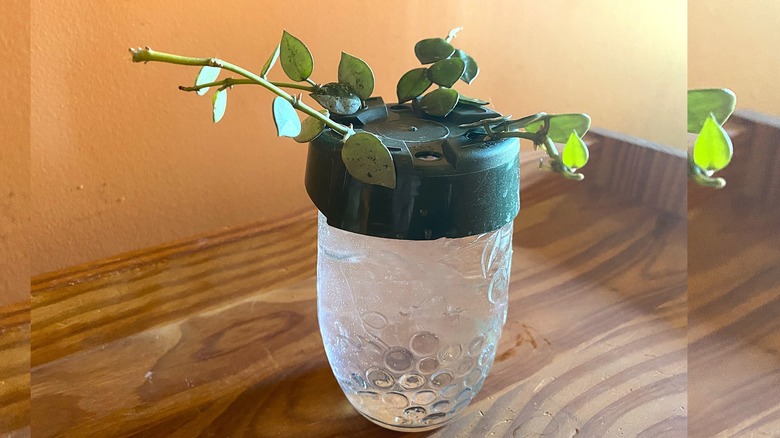 Cuttings rooting in a jar held in place by the cut-off bottom of a nursery pot