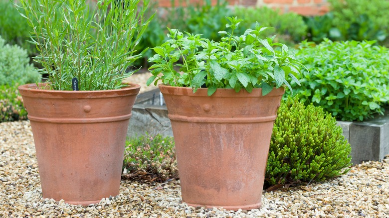 Two old terracotta pots