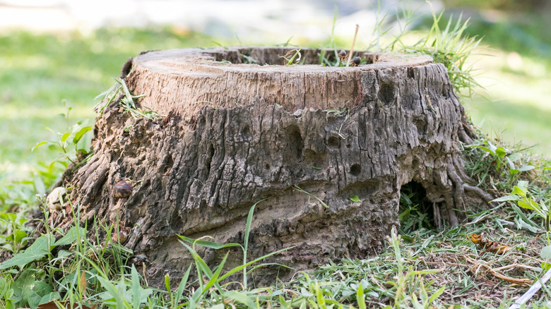 An old tree stump in a yard