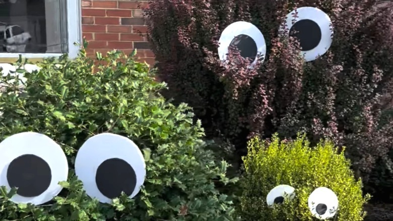 Googly eyes on trees and bushes in front yard