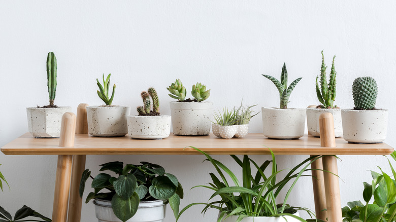 plants in cement flower pots
