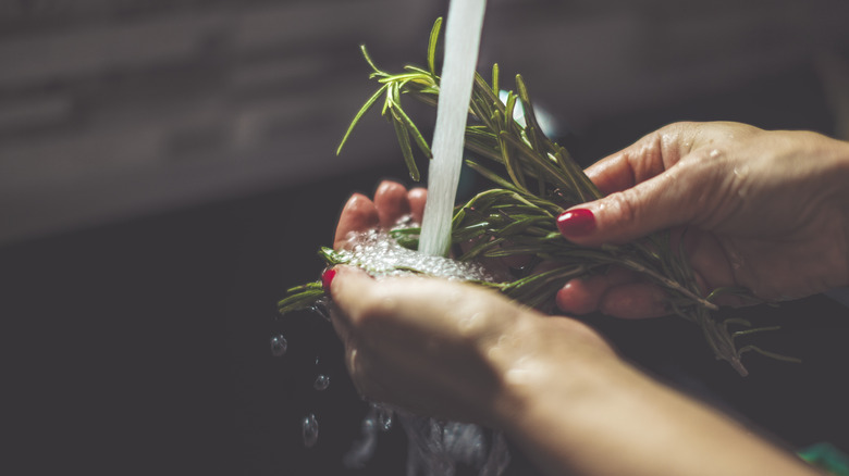 person washing rosemary sprigs