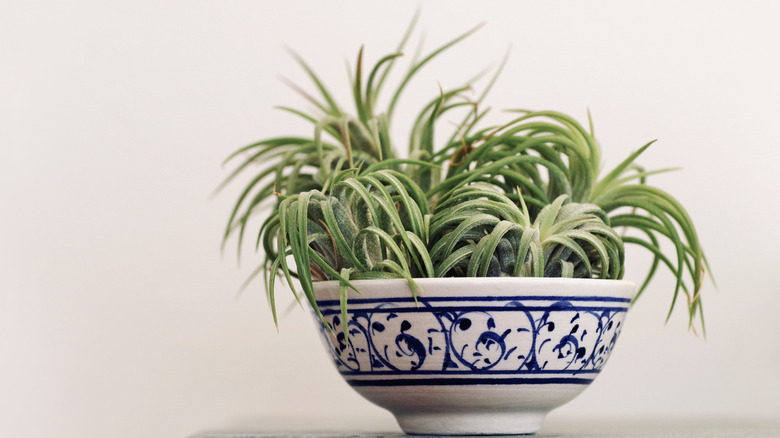 A decorative bowl sitting on a shelf houses a plant