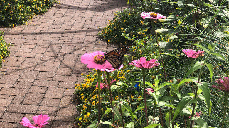 A brick pathway between flower beds