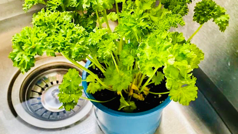 Bottom watering parsley in a kitchen sink.