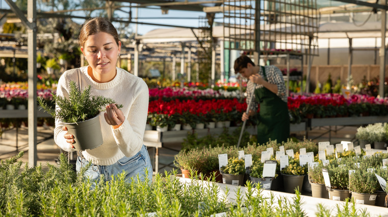 Young woman inspects a rosemary plant at a garden center.