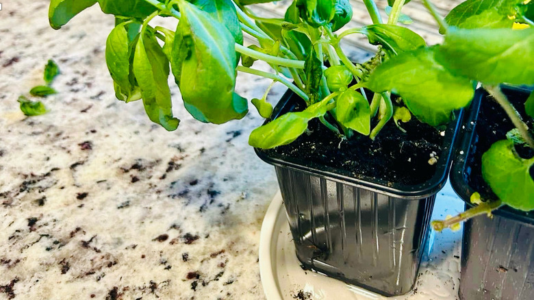 Basil plants are bottom watered in a saucer