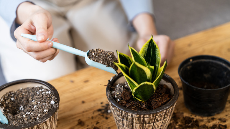 person repotting a houseplant