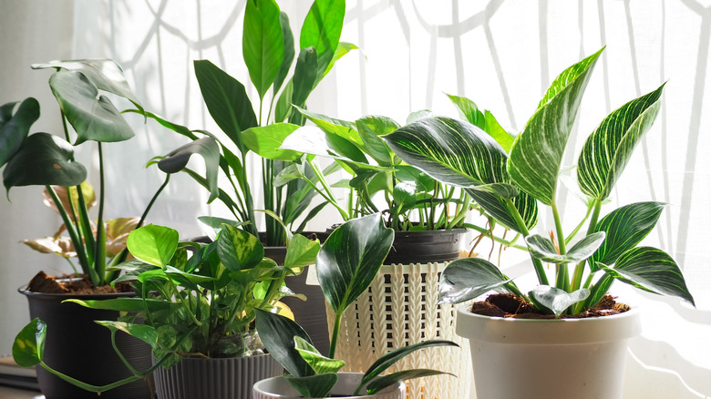 Houseplants on a sunny windowsill