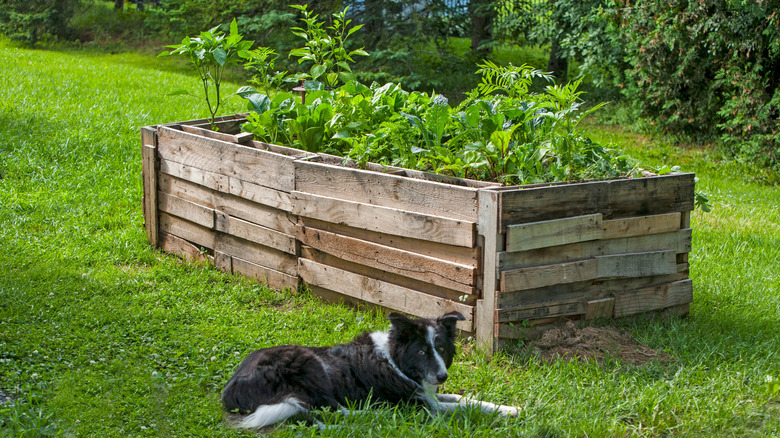 Wooden raised garden bed made from rustic wood