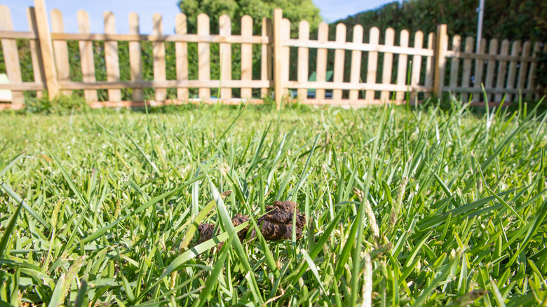 Dog poop in grass in yard with a wooden picket fence in the background