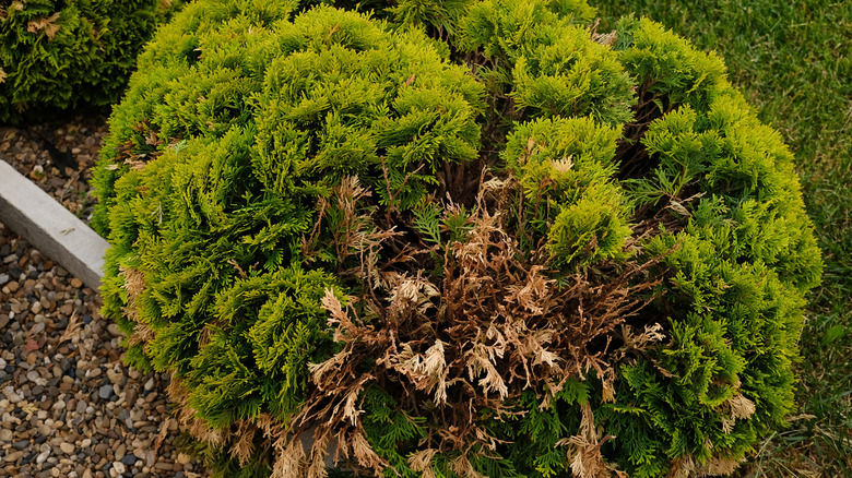 A diseased shrub in the gravel adjacent to grass