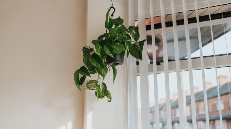 Hanging plant against white banister