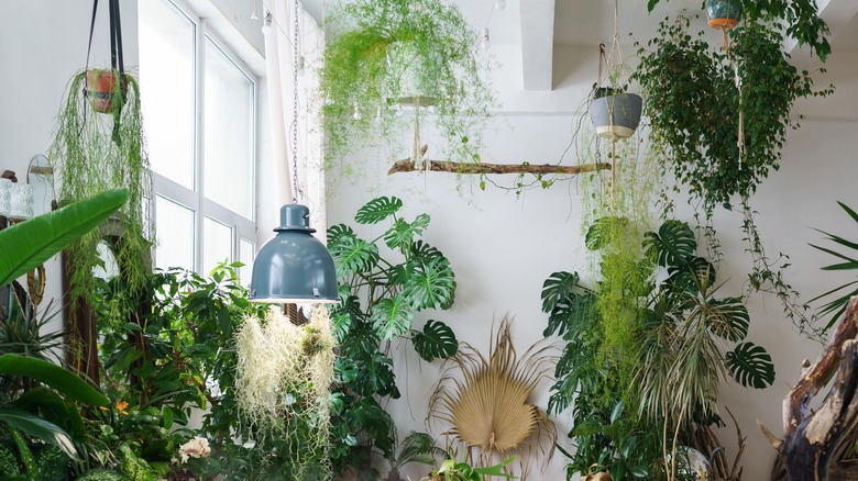 houseplants hanging near window