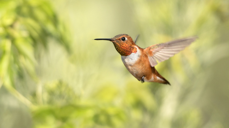 hummingbird in flight