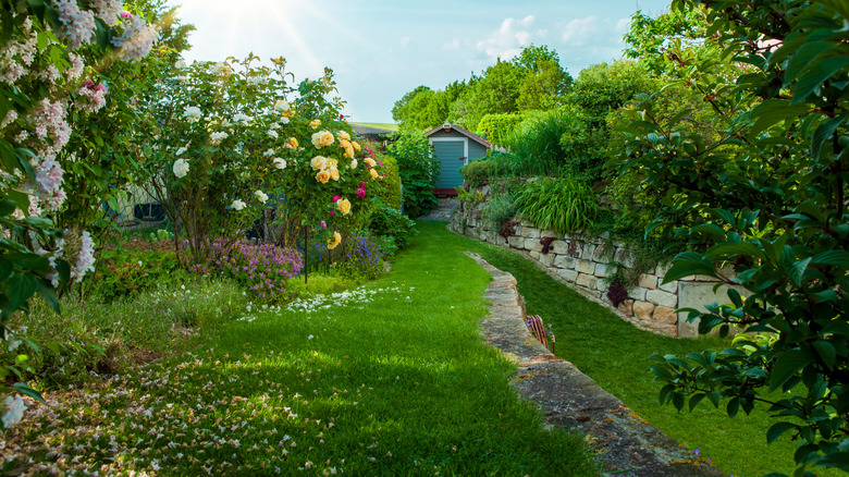 Privacy-oriented landscaping in a small yard.