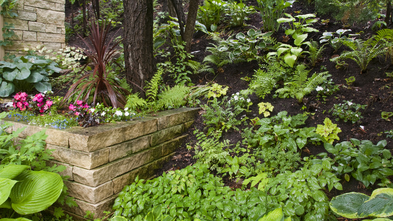 A lovely shade garden with lots of different plants including some with flowers