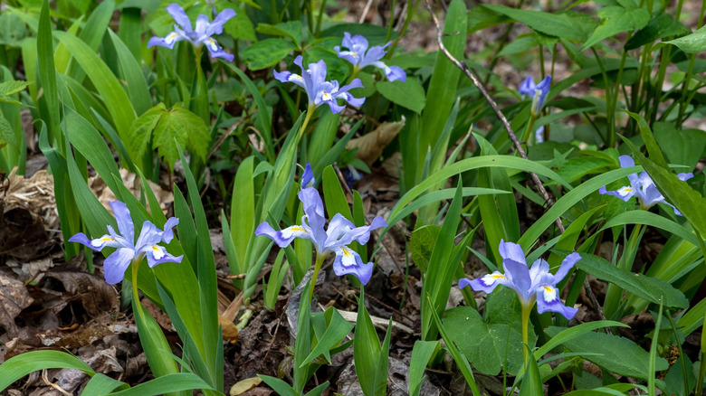 Pretty Iris cristata growing as a ground cover plant with lovely purple blooms