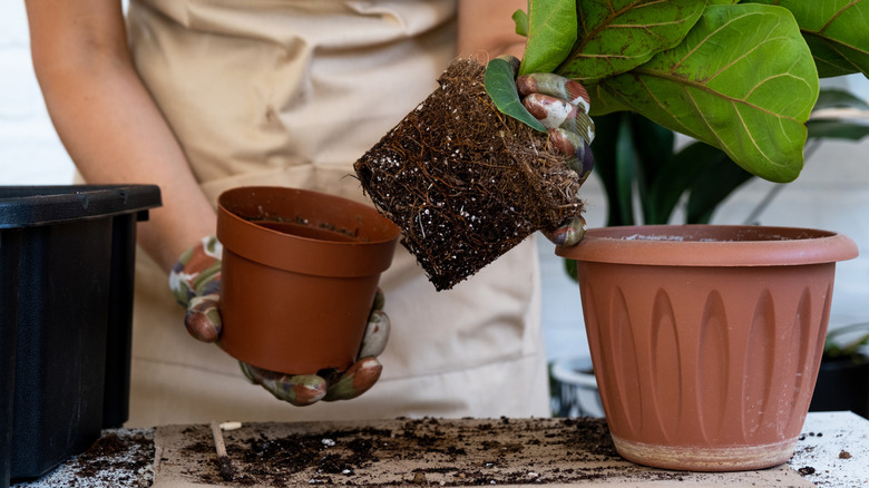 person transplanting a houseplant