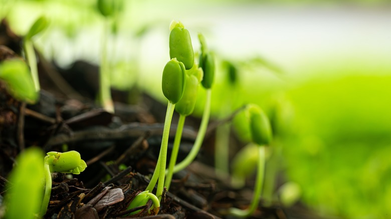 Developing seedlings are shown in close-up.