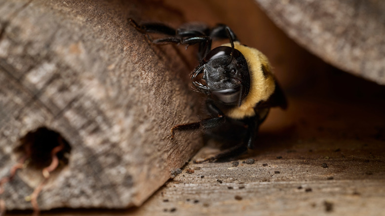 A carpenter bee between two pieces of wood