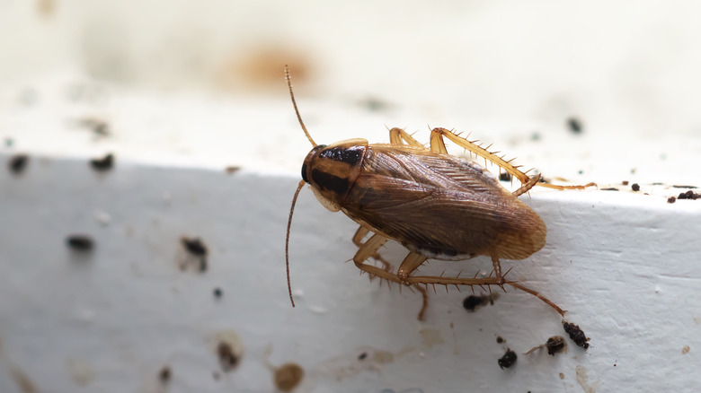 Large brown roach on wall trim