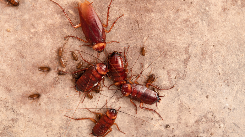 Cockroaches with recently hatched offspring