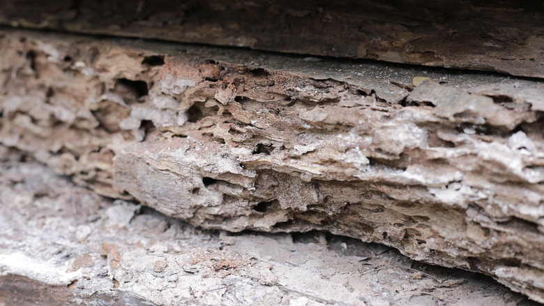 drywood termite