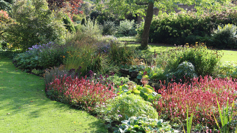 Beautiful flowers surrounded by larger bushes and trees in a lawn