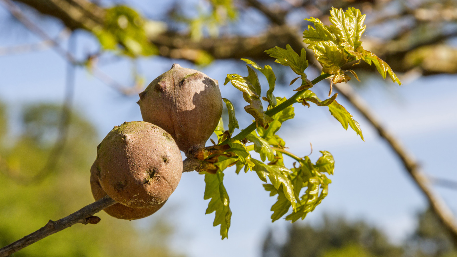 Tree Galls: What Are They, And Should They Be Removed?