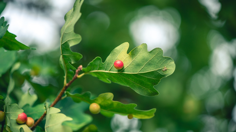 Red galls grow on oak leaves