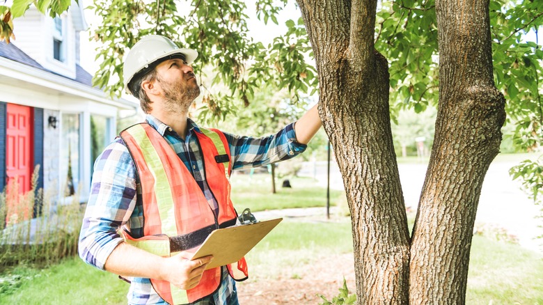 man inspecting tree in yard