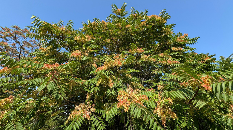 Tree of heaven with green and reddish foliage