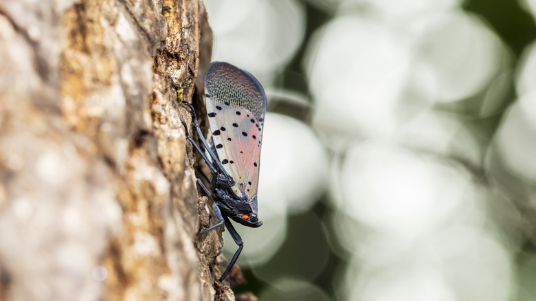 Close-up of a spotted lanternfly on a tree
