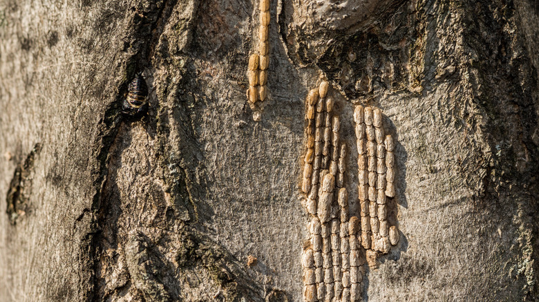 Lanternfly eggs on tree