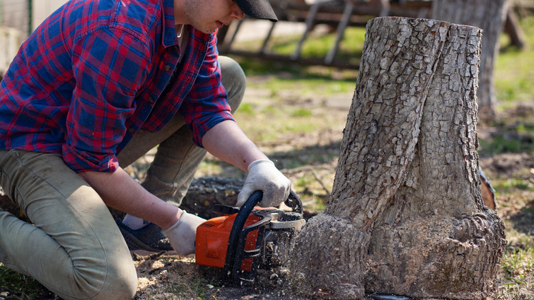 Man using a chainsaw to remove a tree stump manually