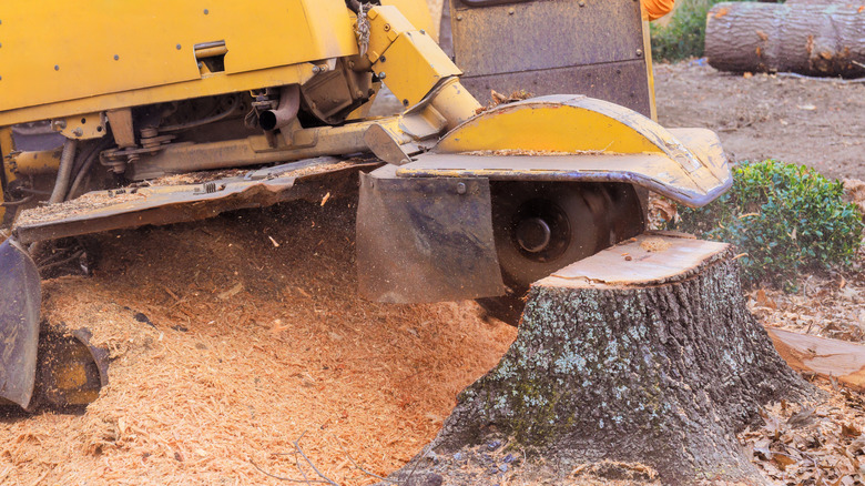 A stump grinder breaking down a tree stump in a yard