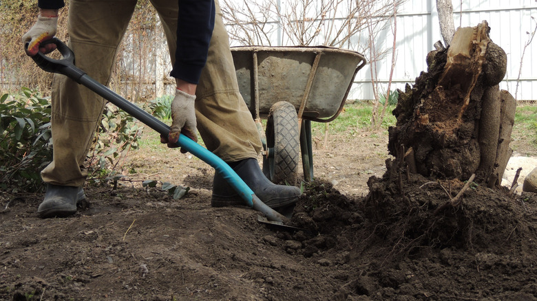 Man pulling out the roots of a tree stump