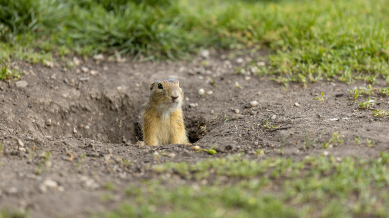 Ground squirrel emerging out of burrow