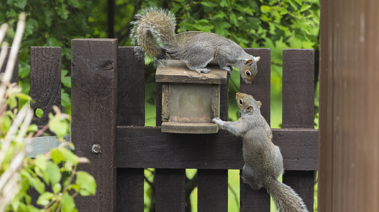 Two gray squirrels on a garden fence