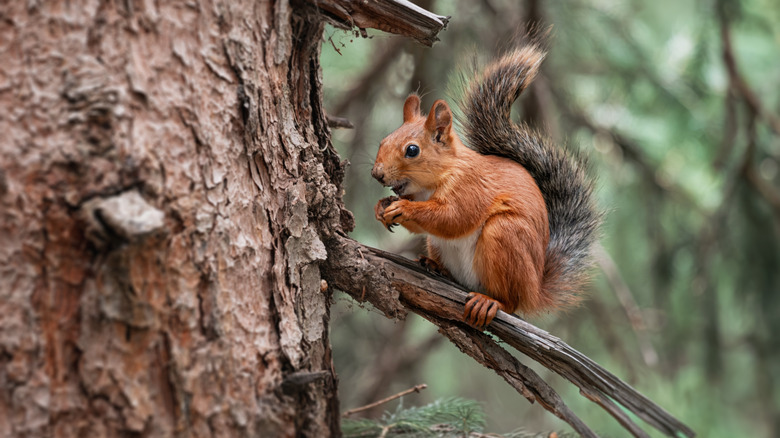 Squirrel eating nuts while sitting on a tree