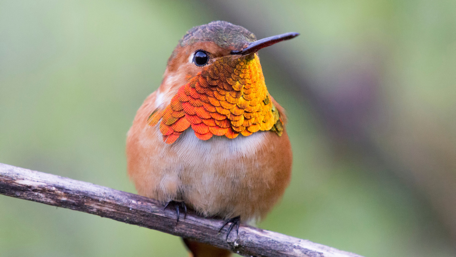 What To Plant In November To Attract More Hummingbirds To Your Yard