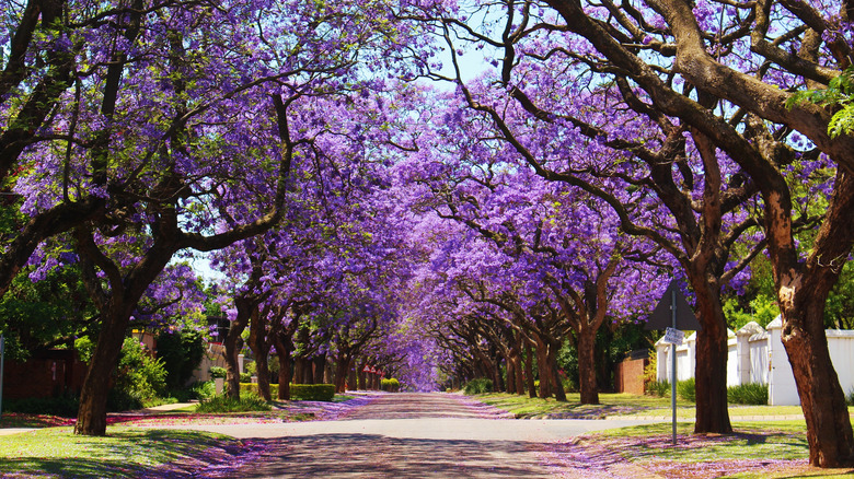 Tree with purple flowers