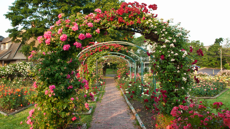 garden rose trellises