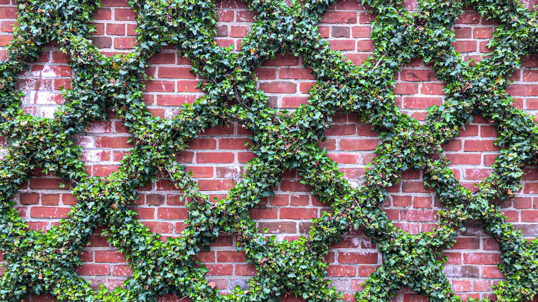 lattice trellis on brick wall