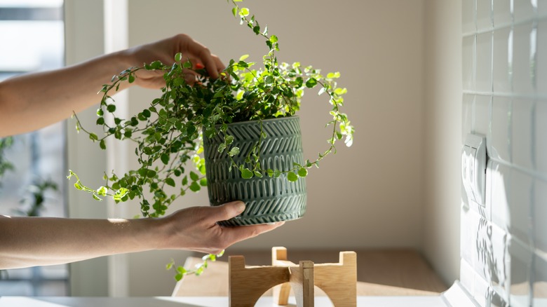 person holding fake plant