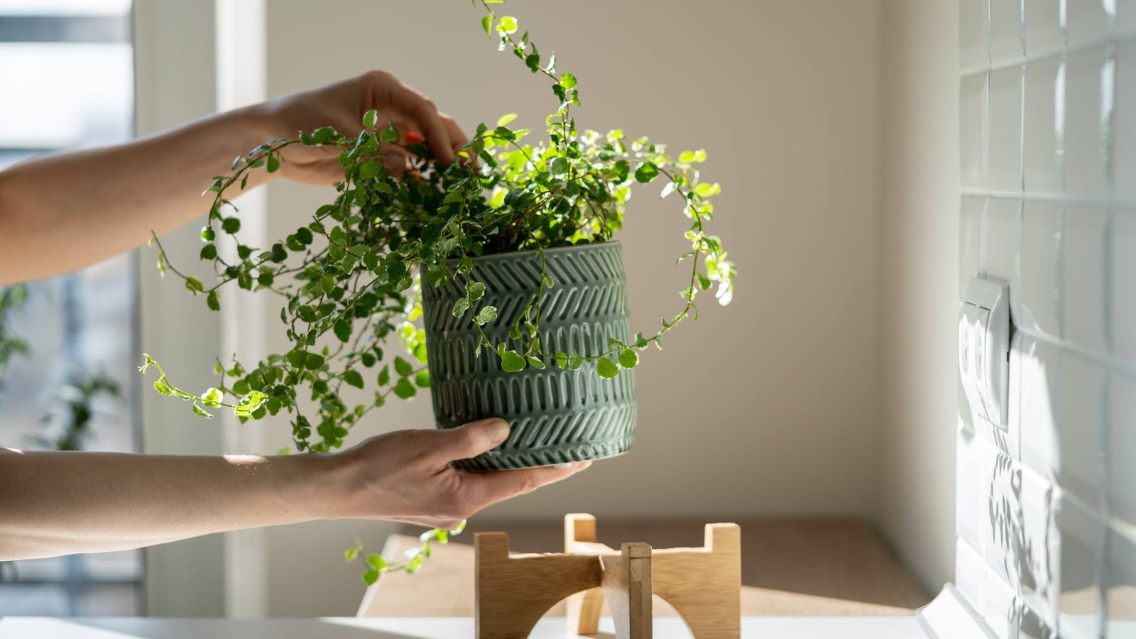 Tricks To Make Your Fake Plant Appear Perfectly Imperfect – House Digest